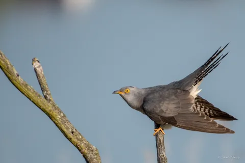 Coucou gris