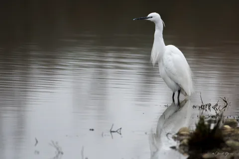 Aigrette garzette