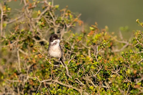 Fauvette orphée