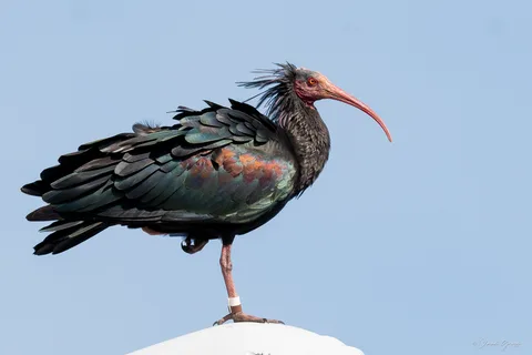Ibis chauve