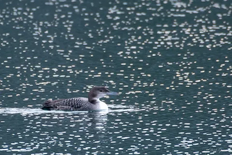 Plongeon imbrin