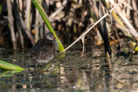 Gallinule poule-d'eau