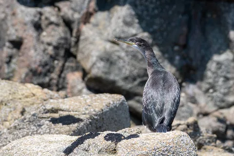 Cormoran huppé