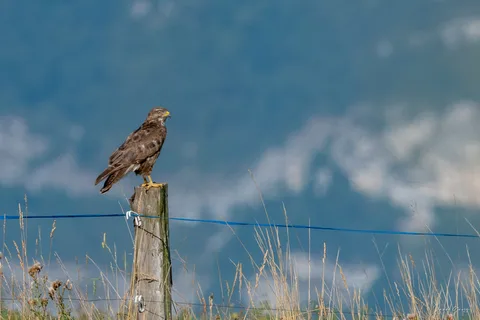 Buse variable