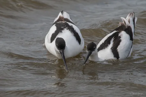 Avocette élégante