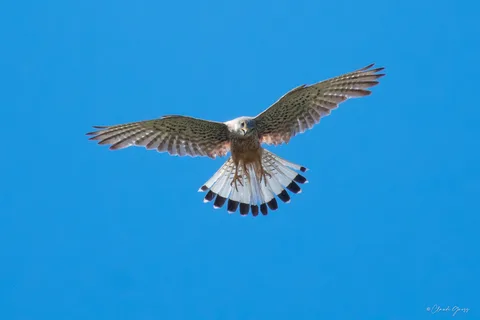 Faucon crécerelle