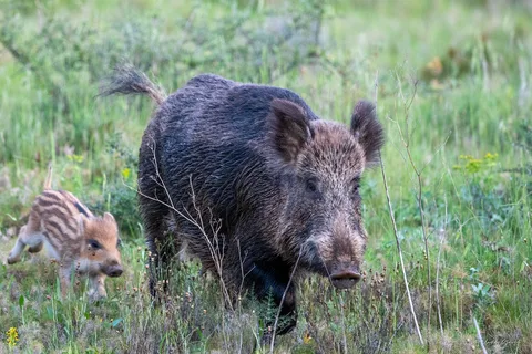 Sanglier