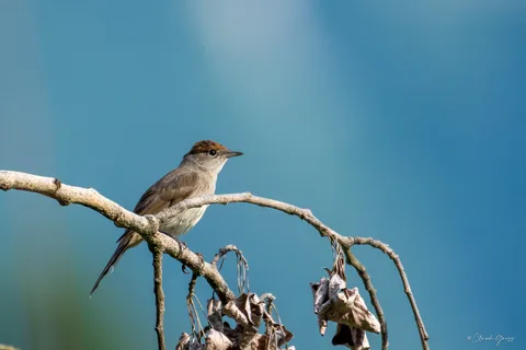 Fauvette à tête noire