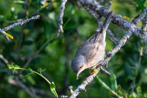 Fauvette passerinette