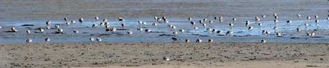 Bécasseau variable