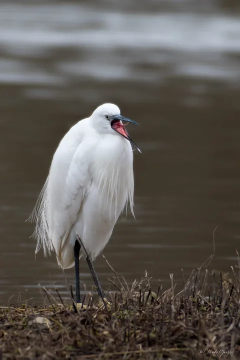 Aigrette garzette