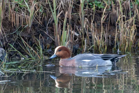 Canard siffleur