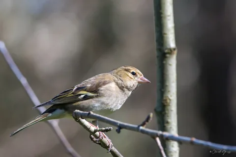 Pinson des arbres