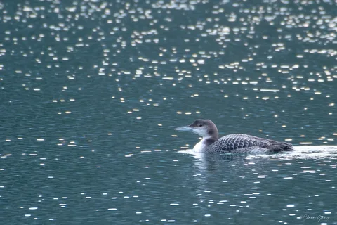 Plongeon imbrin