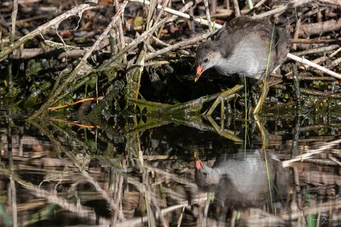 Gallinule poule-d'eau