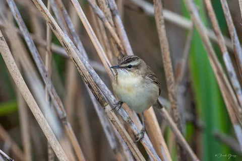 Phragmite des joncs