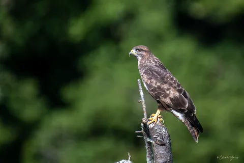 Buse variable