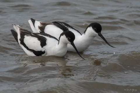 Avocette élégante