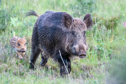 Sanglier