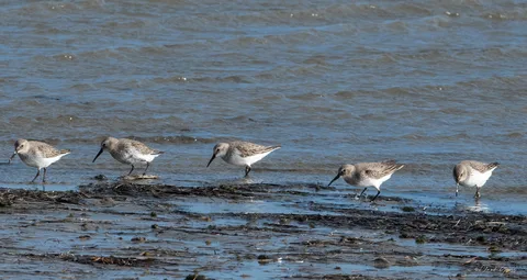 Bécasseau variable