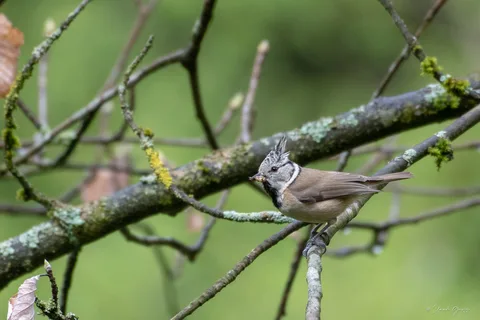 Mésange huppée
