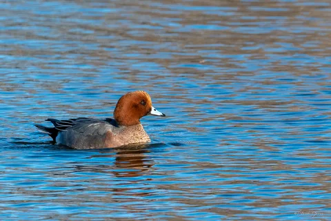 Canard siffleur