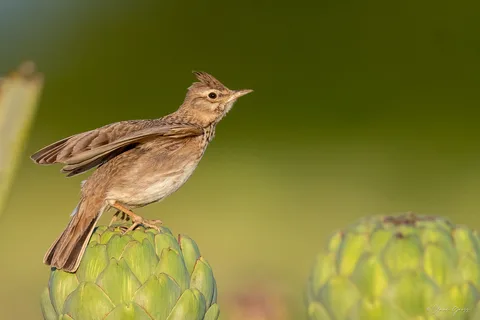 Cochevis huppé