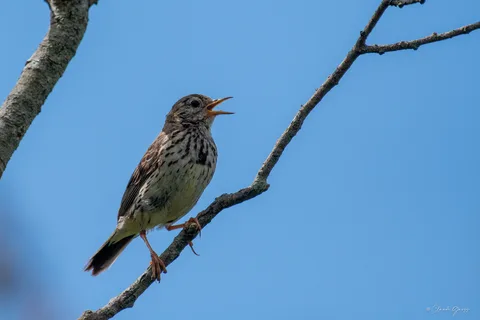 Pipit farlouse