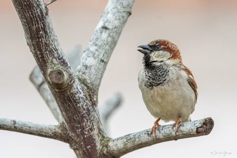 Moineau domestique