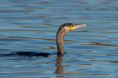 Grand cormoran