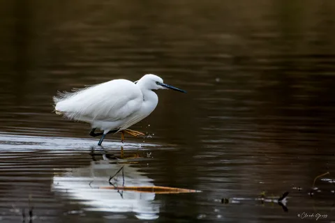 Aigrette garzette