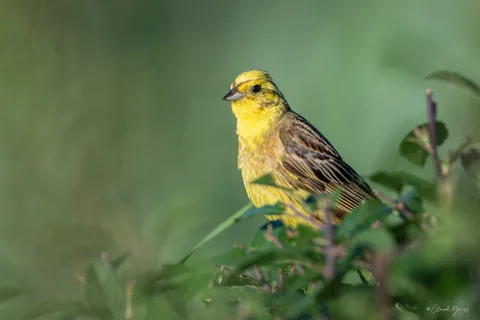 Bruant jaune