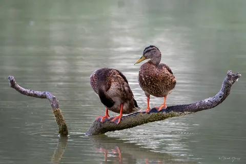 Canard colvert