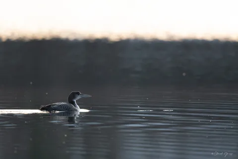 Plongeon imbrin