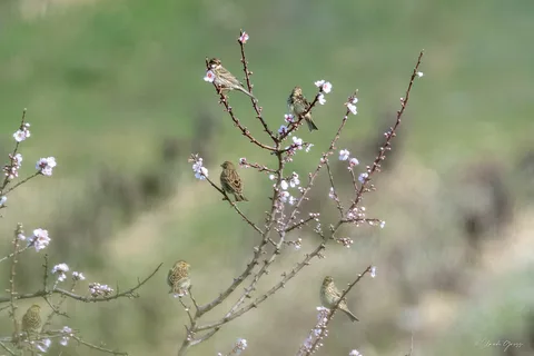 Pipit farlouse