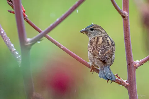 Moineau domestique