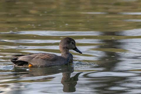 Canard chipeau