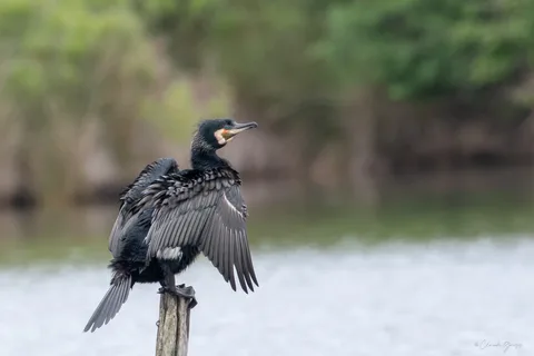Grand cormoran