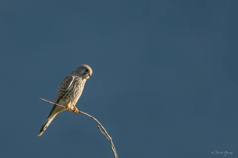 Faucon crécerelle