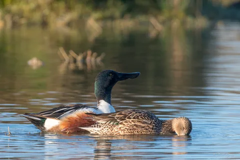 Canard souchet