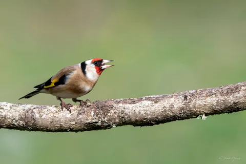 Chardonneret élégant