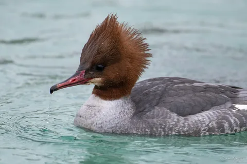 Harle bièvre ♀