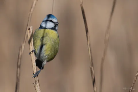 Mésange bleue