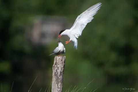 Sterne pierregarin