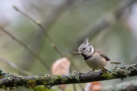 Mésange huppée