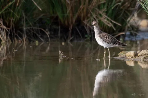 Combattant varié