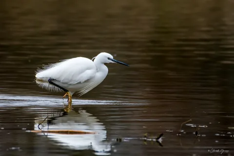 Aigrette garzette