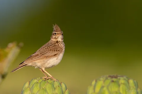 Cochevis huppé