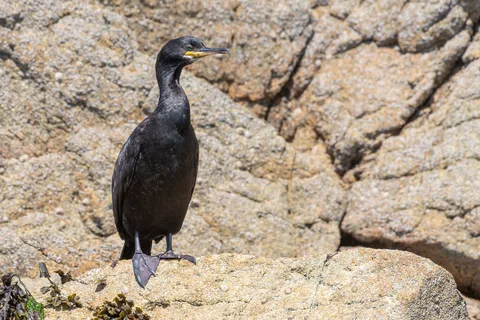 Cormoran huppé