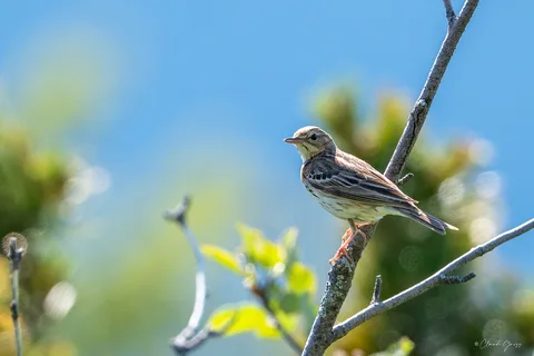 Pipit farlouse
